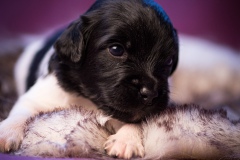 © all rights reserved - Photo by Lisanne Bakker