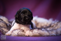 © all rights reserved - Photo by Lisanne Bakker