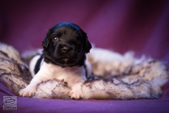 © all rights reserved - Photo by Lisanne Bakker