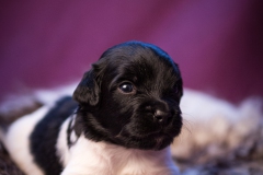 © all rights reserved - Photo by Lisanne Bakker