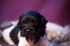 © all rights reserved - Photo by Lisanne Bakker