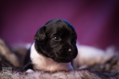 © all rights reserved - Photo by Lisanne Bakker