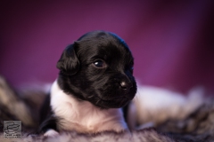 © all rights reserved - Photo by Lisanne Bakker