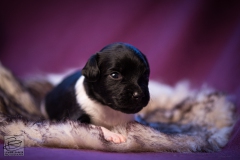 © all rights reserved - Photo by Lisanne Bakker