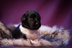 © all rights reserved - Photo by Lisanne Bakker
