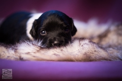 © all rights reserved - Photo by Lisanne Bakker