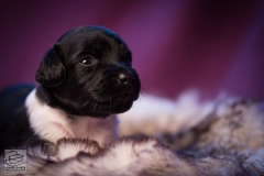 © all rights reserved - Photo by Lisanne Bakker