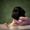 © all rights reserved - Photo by Lisanne Bakker