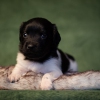 © all rights reserved - Photo by Lisanne Bakker