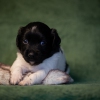 © all rights reserved - Photo by Lisanne Bakker