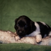 © all rights reserved - Photo by Lisanne Bakker