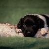 © all rights reserved - Photo by Lisanne Bakker