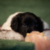 © all rights reserved - Photo by Lisanne Bakker