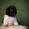 © all rights reserved - Photo by Lisanne Bakker