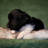 © all rights reserved - Photo by Lisanne Bakker