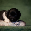 © all rights reserved - Photo by Lisanne Bakker