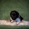 © all rights reserved - Photo by Lisanne Bakker