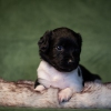 © all rights reserved - Photo by Lisanne Bakker