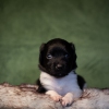 © all rights reserved - Photo by Lisanne Bakker