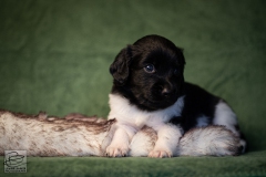 © all rights reserved - Photo by Lisanne Bakker
