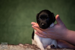 © all rights reserved - Photo by Lisanne Bakker