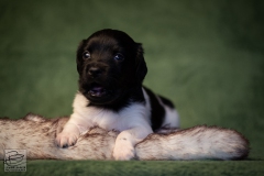 © all rights reserved - Photo by Lisanne Bakker