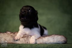 © all rights reserved - Photo by Lisanne Bakker