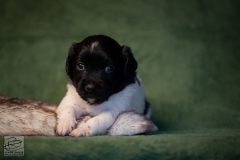 © all rights reserved - Photo by Lisanne Bakker