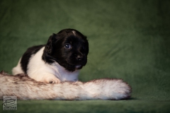 © all rights reserved - Photo by Lisanne Bakker