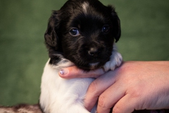 © all rights reserved - Photo by Lisanne Bakker