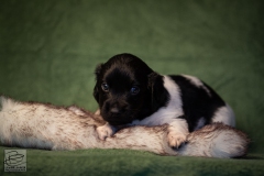 © all rights reserved - Photo by Lisanne Bakker