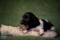 © all rights reserved - Photo by Lisanne Bakker