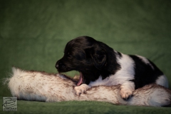 © all rights reserved - Photo by Lisanne Bakker