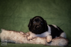 © all rights reserved - Photo by Lisanne Bakker