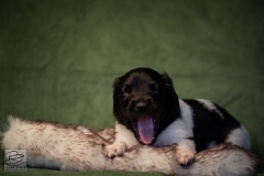 © all rights reserved - Photo by Lisanne Bakker