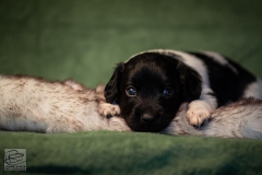 © all rights reserved - Photo by Lisanne Bakker