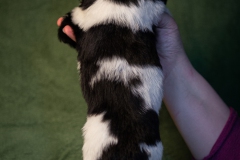 © all rights reserved - Photo by Lisanne Bakker