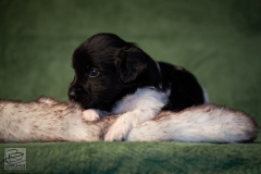 © all rights reserved - Photo by Lisanne Bakker