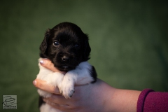 © all rights reserved - Photo by Lisanne Bakker