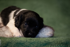 © all rights reserved - Photo by Lisanne Bakker