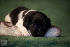 © all rights reserved - Photo by Lisanne Bakker