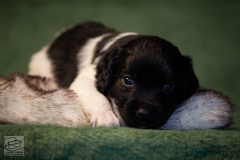 © all rights reserved - Photo by Lisanne Bakker