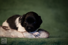 © all rights reserved - Photo by Lisanne Bakker