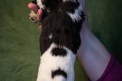 © all rights reserved - Photo by Lisanne Bakker