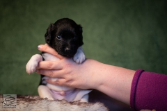 © all rights reserved - Photo by Lisanne Bakker