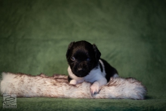 © all rights reserved - Photo by Lisanne Bakker