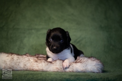 © all rights reserved - Photo by Lisanne Bakker
