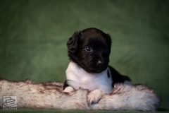 © all rights reserved - Photo by Lisanne Bakker