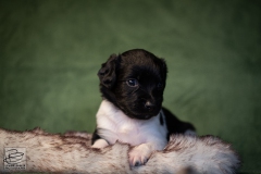 © all rights reserved - Photo by Lisanne Bakker