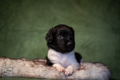 © all rights reserved - Photo by Lisanne Bakker